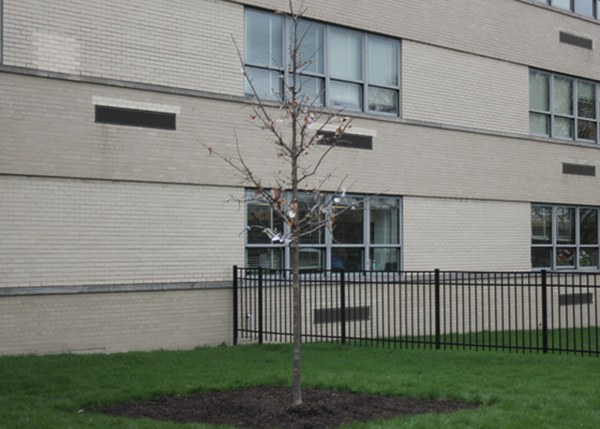 Niles West Plants Tree In Honor of Mr. Paul Wack