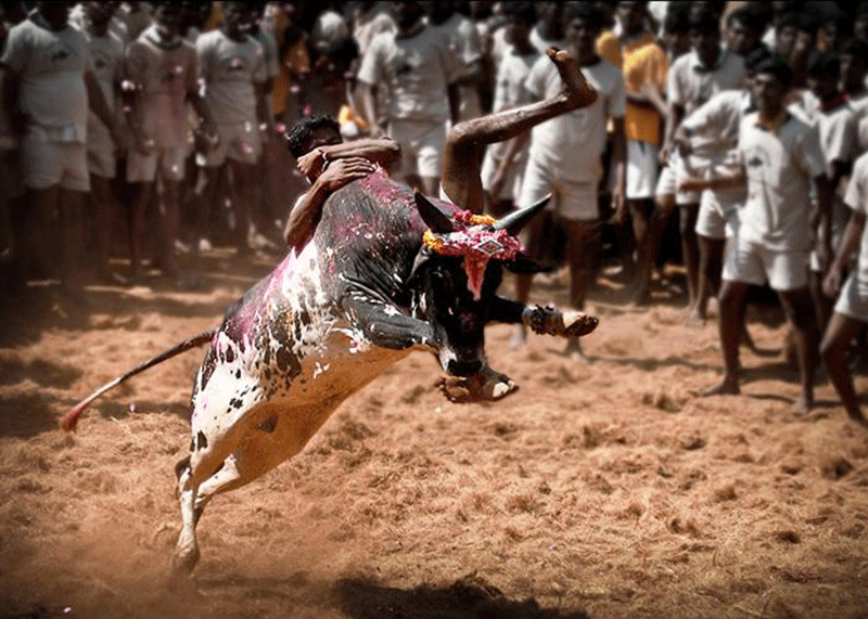 Bullfighting%3A+A+Hispanic+Tradition