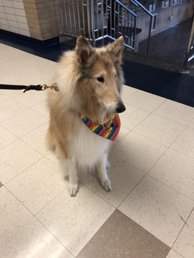 Therapy dogs come to the school to help stressed students decompress.