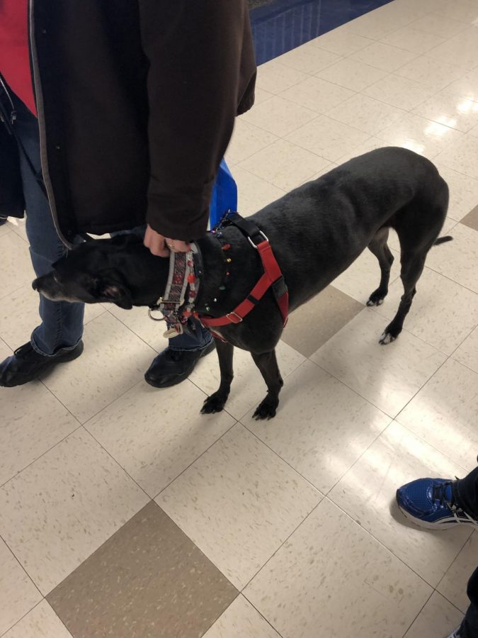 One of the therapy dogs walking through the halls of Niles West. 