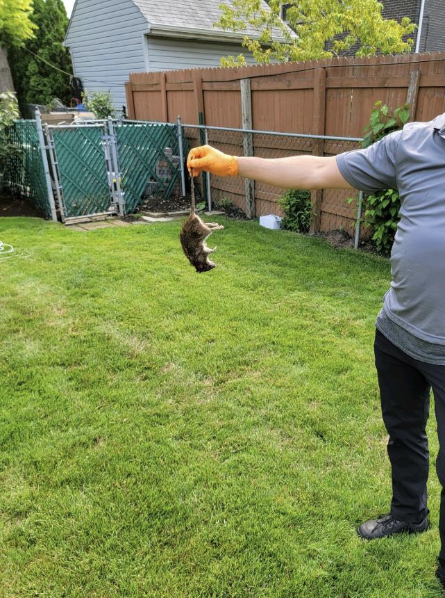 Private exterminator holding up a dead rat that was found in a Lincolnwood residents backyard.