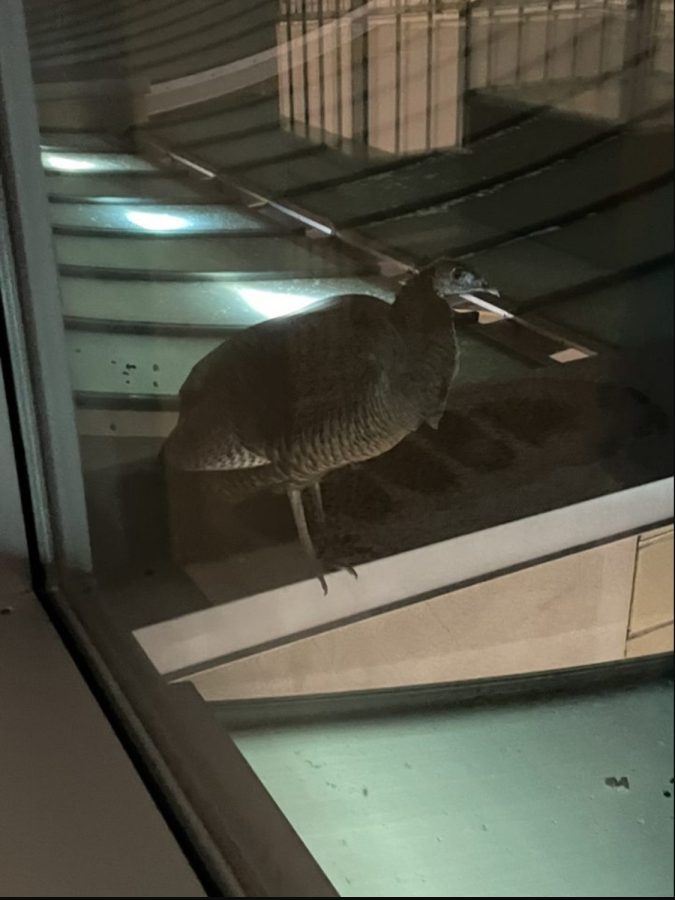 Turkey perched on top of Niles West building above main entrance