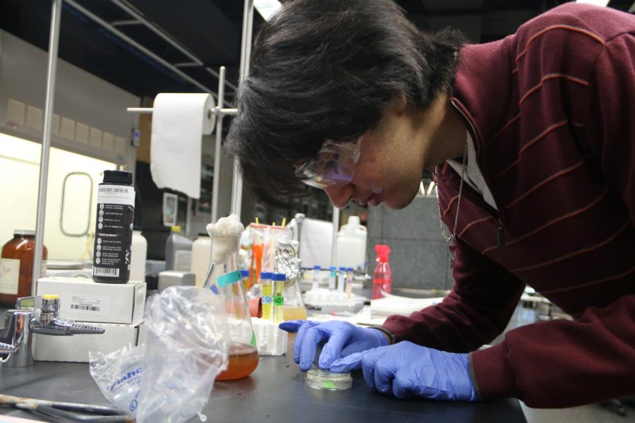 Mustafa Aldiraji, senior, measures the zone of inhibition of E.Coli in petri dishes.