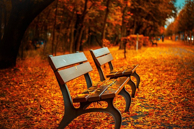 A bench covered in leaves
