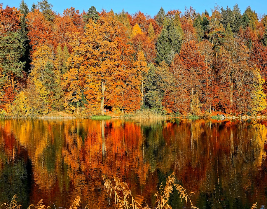 Beautiful fall trees reflect the water below. 