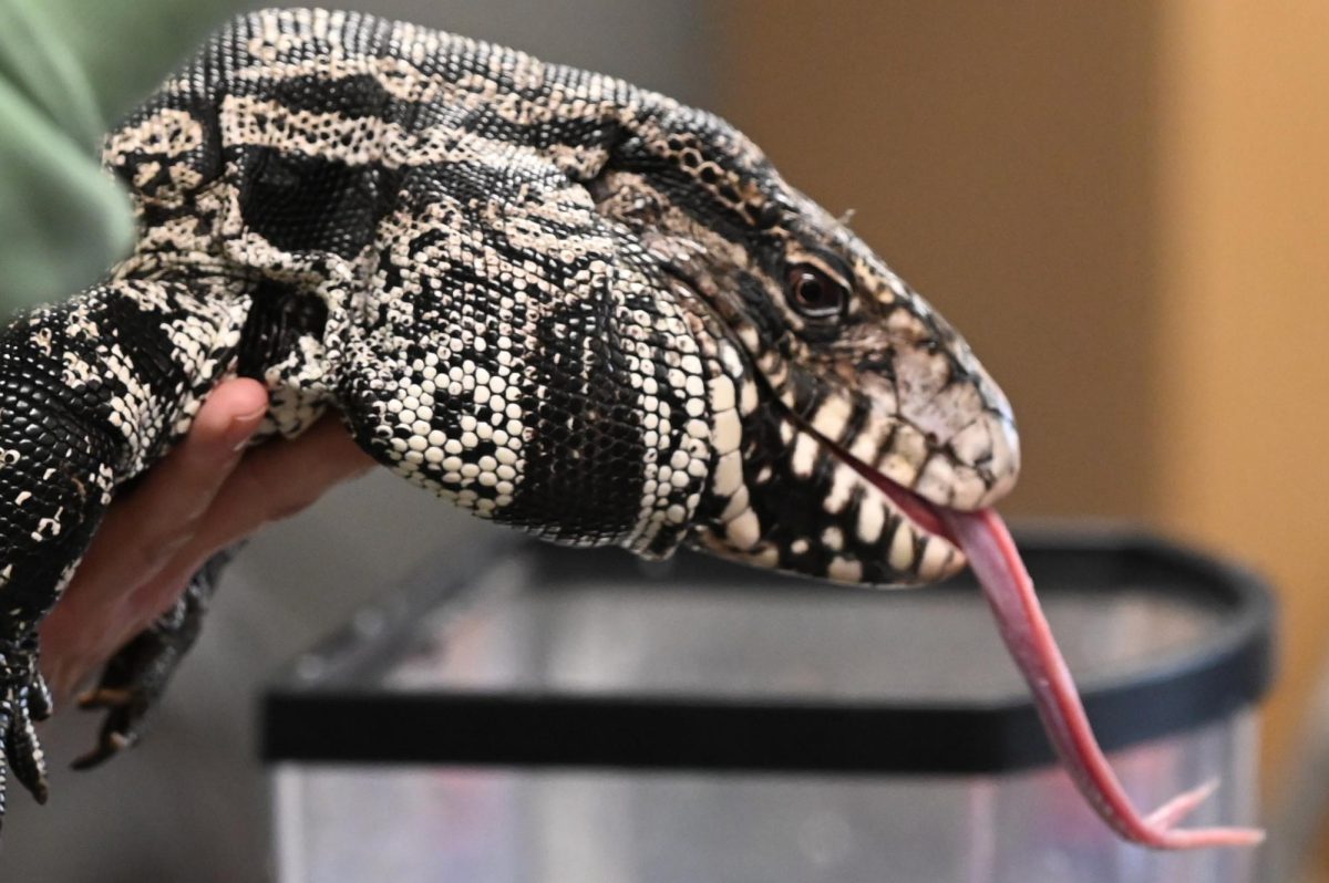 The Argentine black and white tegu: an omnivorous lizard that is native to South America. 