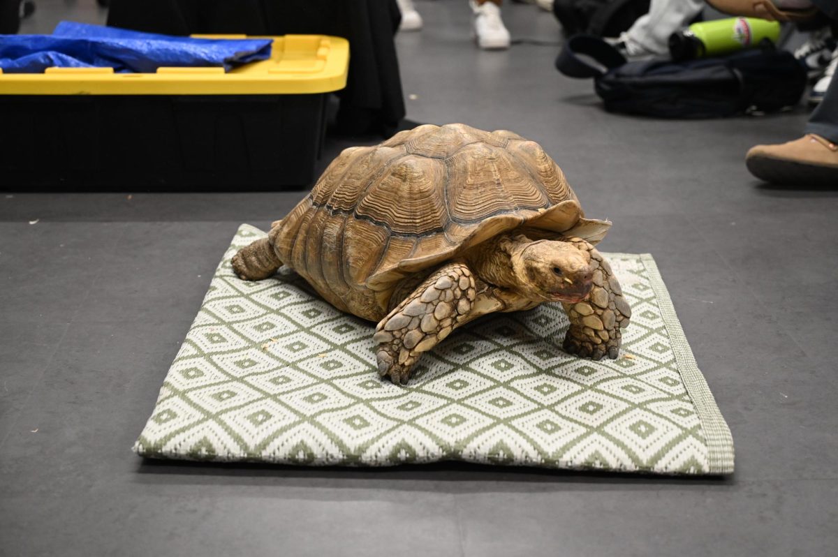 The tortoise is the final animal presented to students before the 5th period session ended.