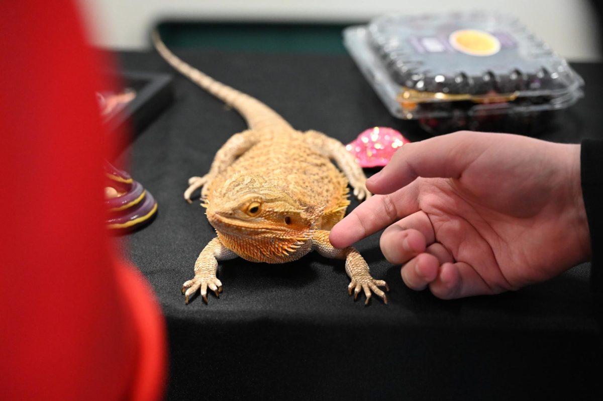 A bearded dragon is being pet after it was presented to students.